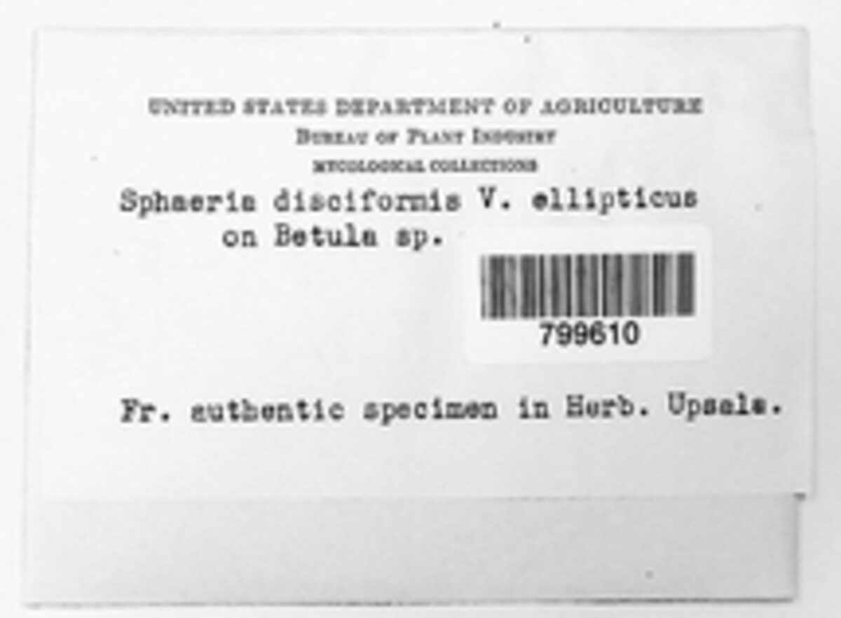 Diatrype disciformis image